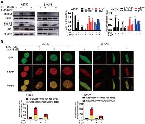 Figure 4 STC-induced autophagy could be inhibited by autophagy inhibitors. (A) The expression of autophagy-associated proteins (Beclin1 and ATG7) and autophagic substrate (LC3B and p62) were analyzed by Western blotting in A2780 and SKOV3 cells after treatment with STC (1 μM), 3-MA (5 mM) or combination for 48 hours. (B) A2780 and SKOV3 cells overexpressing GFP-mRFP-LC3 were treated with STC (1μM), 3-MA (5 mM) or combination for 24 hours and then subjected to confocal microscopy. Scale bar: 10μm. Data are presented as the mean ± SEM of three independent experiments, #P<0.05, ***P <0.001, n=3.