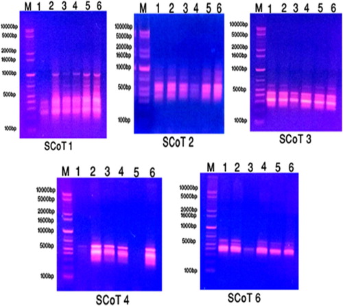 Figure 6. The amplification profile of five SCoT primers for six studied taxa of Plantago species in KSA. 1: P. albicans. 2: P. ciliata. 3: P. amplexicaulis. 4: P. lanceolata. 5: P. psammophilia. 6: P. ovata.