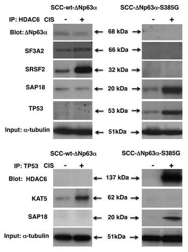 Figure 5. Complex formation between HDAC6, TP53 and splicing complex in SCC cells upon cisplatin exposure. Wt-ΔNp63α cells (left panels) and ΔNp63α -S385G cells (right panels) were exposed to control medium (CIS, -) or 10μg/ml cisplatin (CIS, +) for 16 h. (A) Nuclear lysates were immunoprecipitated (IP) with an anti-HDAC6 antibody and blotted with indicated antibodies. (B) Nuclear lysates were immunoprecipitated (IP) with an anti-TP53 antibody and blotted with indicated antibodies. Inputs (10%) were tested with anti-α-tubulin.