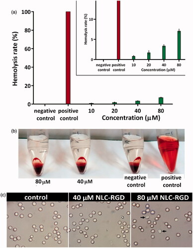 Figure 3. Haemolysis assay of RBSs exposed to different concentration of NLC-RGD. (a) There is no considerable (less than 5%) haemolytic activity for EGCG-loaded NLC-RGD up to 45 µg/ml. Error bars represent the standard deviation of three measurements (n = 3). (b) Photographs of each treated sample as well as positive and negative controls. (c) Microscopic images of red blood cells treated by NLC-RGD.