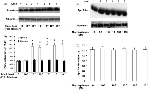 Figure 1. The effect of ethanol black seed extract and thymoquinone on apo A-I protein secretion. HepG2 cells were treated with the indicated amounts of black seed extract for 24 h and apo A-I and albumin levels (A) were measured by Western blot. The blots were quantified and are shown in (B). Black seed extract induced apo A-I protein synthesis but had no effect on albumin levels. HepG2 cells were treated with the indicated amounts of thymoquinone and apo A-I and albumin levels were measured in the conditioned medium by Western blot (C). The blots were quantified and are shown in (D). Apo A-I levels were normalized to albumin gene expression. Thymoquinone had no effect on apo A-I and albumin protein secretion. N = 6; *p < 0.05, treated cells relative to untreated cells.