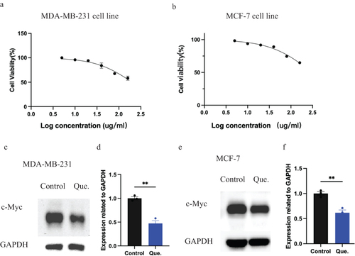 Figure 8 Quercetin could downregulate the expression of C-Myc both in MCF-7 cells and MDA-MB-231 cells. (a) CCK-8 assay in quercetin treated MDA-MB-231 cells.(b) CCK-8 assay in quercetin treated MCF-7 cells. (c)WB results of quercetin treated MDA-MB-231 cells.(d) Statistic results of c.**p<0.01.(e) WB results of quercetin treated MCF-7 cells.(f) Statistic results of e.**p<0.01.