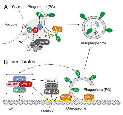 Figure 2. Initiation of autophagosome generation in yeast and vertebrates. (A) In yeast, autophagosomes originate from a single location near the vacuole, the so-called phagophore assembly site (PAS). The pre-assembled Atg17-Atg31-Atg29 complex resides at the PAS and functions as a platform for further downstream factors.Citation15-Citation17 In the initial stage of autophagosome generation, the serine/threonine kinase Atg1 is recruited to the PAS via the adaptor protein Atg13, which is largely dephosphorylated upon autophagy induction and subsequently interacts both with Atg1 and Atg17.Citation18,Citation19 The strong enhancement of Atg1 kinase activity observed during autophagy induction requires both Atg13 and Atg17 and is essential for further progression of autophagosome generation.Citation8 The N-terminal HORMA domain of Atg13 is crucial for the subsequent recruitment of the Atg14-containing class III PtdIns3K complex I.Citation26 The locally restricted production of the membrane lipid PtdIns3P (yellow dots) by PtdIns3K directs additional factors such as the Atg2-Atg18 complex to the PAS and leads to further expansion of the phagophore (PG).Citation48 (B) Although the origin of autophagosomes is more ambiguous in vertebrates, the endoplasmic reticulum (ER) has been proposed as a major site for autophagosome generation. In possible contrast to yeast, the interactions between mammalian ATG13 and the respective counterparts of Atg1 (ULK1) and Atg17 (RB1CC1) are constitutive and all 3 proteins are part of a large complex that is recruited to the equivalent of the PAS upon autophagy induction. The complex additionally includes ATG101, which protects ATG13 from proteasomal degradation and has no corresponding counterpart in yeast.Citation33,Citation49 Upon autophagy induction, the cytosolic ULK1-ATG13-RB1CC1-ATG101 complex redistributes to the ER. There, the class III PtdIns3K, which includes ATG14 and BECN1, is activated, leading to the production of PtdIns3P and the nucleation of membrane compartments termed omegasomes.Citation34 As in yeast, the locally restricted generation of PtdIns3P is a crucial event that recruits further downstream effectors such as ZFYVE1/DFCP1 or members of the WIPI family to the site of autophagosome generation.Citation50,Citation51 The subsequent lipidation of ubiquitin-like molecules of the ATG8 family, such as the microtubule-associated protein 1 light chain 3 (LC3), with phosphatidylethanolamine (green dots) at the omegasome finally leads to the formation and elongation of the phagophore. For reasons of simplicity, ATG9-containing compartments and the Atg12/ATG12–Atg5/ATG5-Atg16/ATG16L1 complex are omitted in (A and B).