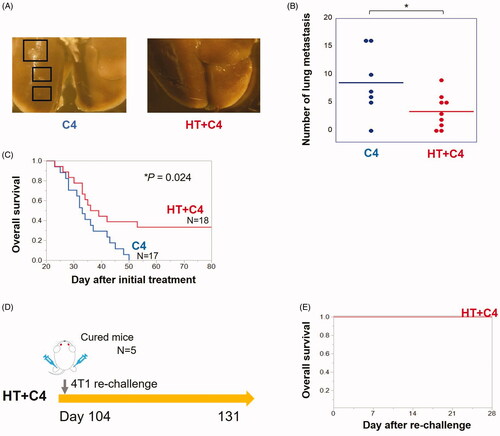 Figure 6. Local HT with C4 inhibits lung metastasis and prolongs overall survival. (A) Representative graphs of the metastases in the C4 and HT + C4 groups. (B) The number of metastases in the lungs in the C4 (N = 7) and HT + C4 (N = 9) groups at day 13. (C) Overall survival of the mice in the C4 group (N = 17) and the HT + C4 group (N = 18). Data are combined between two independent experiments. (D) Experimental scheme for the analysis of rechallenge with 4T1 cell inoculations. (E) Overall survival after rechallenge with 4T1 cell inoculations in the five cured mice in the HT + C4 group. Error bars represent SEM. *p < 0.05. HT: Hyperthermia; C4: CTLA-4 blockade.