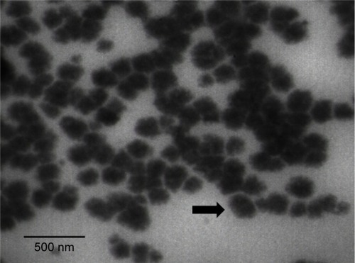 Figure 1 A TEM micrograph of CR-NE.Notes: Arrow points at CR-NE.Abbreviations: CR-NE, curcumin nanoemulsion; TEM, transmission electron microscopy.