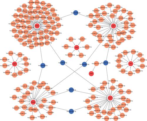 Figure 5 Interaction network between hub genes and their targeted miRNAs. Red dots represent hub genes, orange dots represent miRNAs, and blue dots represent miRNAs targeting two genes simultaneously.