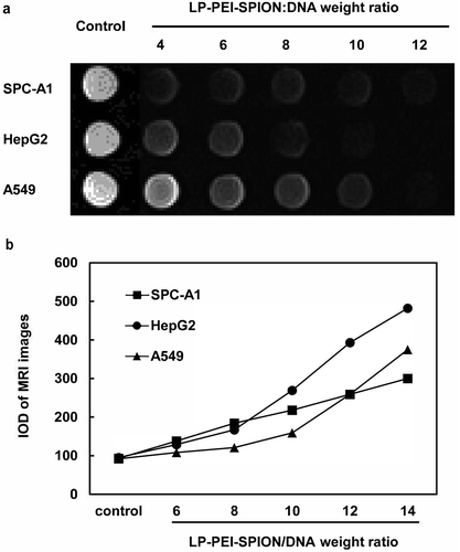 Figure 8. MRI of LP-PEI-SPION/pGL3 complexes in vitro. (a) Images T2-weighted MRI with LP-PEI-SPION/pGL3 complexes at various weight ratios in SPC-A1, HepG2 and A549 cells (TE = 117 ms). (b) IOD of MRI images in three cell lines.