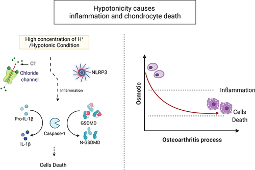 Figure 2 Hypotonicity causes inflammation and chondrocyte death. Presence of high concentration of proton and hypotonic microenvironment pathologically activates chloride channels on the chondrocyte membrane and enhances transmembrane Cl− current. Enhanced Cl− current initiates inflammation through NLRP3 inflammasome, which activates IL-1β and N-GSDMD. These typical inflammatory factors cause pathological inflammation in articular cartilage and causes abnormal cell death (apoptosis and pyroptosis). Created with BioRender.com.