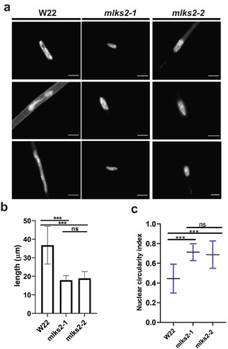 Figure 5. MLKS2 is required for the elongated nuclear shape phenotype in root hair cells.a) Root hair nuclei stained with DAPI in W22, mlks2-1 and mlks2-2 maize plants. b) Quantitation of longest dimension of W22, mlks2-1, or mlks2-2 root hair nuclei. c) Circularity index measurements of nuclei from W22, mlks2-1 and mlks2-2 in which 1.0 represents a perfectly round shape.