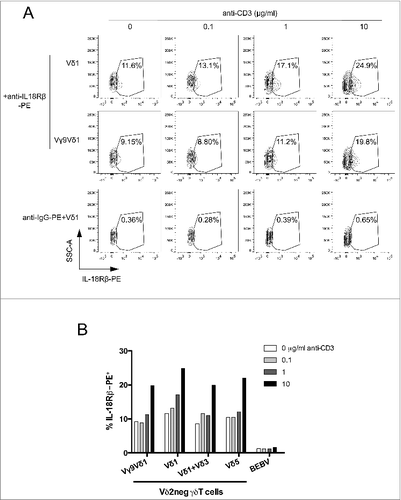 Figure 3. γδ TCR signaling increases membrane IL-18Rβ chain expression. (A) A Vδ1 γδ T polyclonal cell line, Vγ9Vδ1 cell clone, or B-cell lymphoma BEBV cell line were incubated with various concentrations of anti-CD3 for 24 h at 37°C, and immunostained with PE-conjugated anti-IL-18Rβ or IgG-PE control (for the Vδ1 γδ T polyclonal cell line). The expression of membrane IL-18Rβ chain was determined by flow cytometry within the healthy cell population. IL-18Rβ-PE+ cells are shown in the gate with the percentage of positive cells as indicated. (B) Bar graph summarizing IL-18Rβ-PE+ cells (%) from various Vδ2neg γδ T-cell clones (Vγ9Vδ1) and polyclonal cell lines (Vδ1, Vδ1+3, Vδ5) after incubation with various concentrations of anti-CD3. Data are representative of at least 3 independent experiments with similar results (mean of at least 5.103 cells).