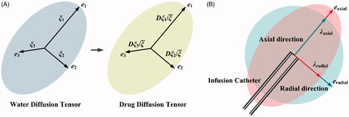 Figure 2. Calibration of anisotropy. (A) Derivation of anisotropy of transport properties from the local WDT. (B) Calibration procedure for parametric study.