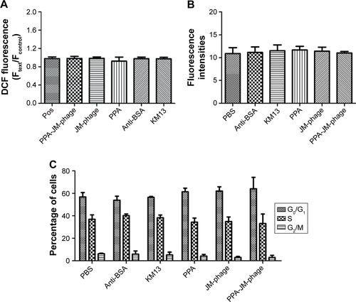 Figure S4 Impact of NAC on PDI-induced ROS production, cell-cycle change, and metacaspase activation.Notes: (A) ROS levels of Candida albicans cells pretreated with NAC were measured by fluorescence spectrophotometry after PDI treatment. (B) Relative fluorescence of metacaspase activation after treatment with NAC and PDI using CaspACE FITC-VAD-FMK. All experiments were repeated three times. (C) NAC-treated C. albicans cells were stained with PI after PDI treatment and analyzed using flow cytometry. Percentage of C. albicans cells in cycle progress.Abbreviations: NAC, N-acetylcysteine; PDI, photodynamic inactivation; ROS, reactive oxygen species; FITC, fluorescein isothiocyanate; PPA, pheophorbide A.