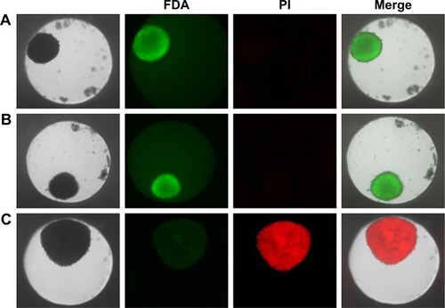 Figure 4 Cell viability of HepG2 spheroids.Notes: Spheroids were stained with FDA (green) as viable marker and PI (red) as necrosis marker. Representative images of untreated cell spheroid (A), spheroid exposed to 100 µg mL−1 SiO2 NPs for 24 hours (B), and spheroid exposed to 1% triton X-100 for 1 hour (C) are shown. Beside the transmission image, the fluorescence images of the FDA and PI as well as the merged image of all channels are presented.Abbreviations: FDA, fluorescein diacetate; NPs, nanoparticles; PI, propidium iodide.