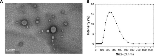 Figure 1 (A) TEM image and (B) size distribution of PLGA-PEG/PFOB emulsion.Abbreviations: PLGA-PEG, poly(lactide-co-glycolide)-poly(ethylene glycol); PFOB, perfluorooctyl bromide; TEM, transmission electron microscopy.