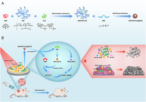 Scheme 1 pH-responsive cationic SNP/ICG-PEI@PEG polymers. (A) Preparation method; (B) principle of application in antimicrobial therapy.