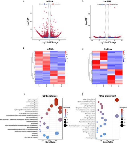 Figure 5. The differential expression of lncRnas and mRnas and functional enrichment analysis of mRnas. (a) The differentially expressed lncRnas in the 5FU group and control group. (b) The differentially expression of mRnas in the 5FU group and control group. (c) Hierarchical cluster analysis of differentially expressed mRnas genes. (d) Hierarchical cluster analysis of differentially expressed lncRnas genes. (e) GO enrichment analysis of differentially expressed mRnas. (f) KEGG pathways enrichment analysis of differentially expressed mRnas.