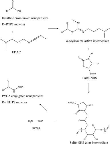 Figure 2 The two-stage carbodiimide reaction and resulting fWGA conjugation.