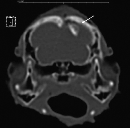 Figure 3.  Short axis (or axial) multiplanar reformatted CT image of the chicken skull at the level of the temperomandibular joint, demonstrating a depressed fracture fragment entering brain (arrow).