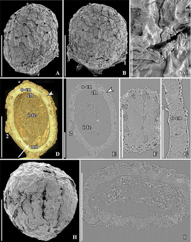 Figure 4. SEM (A–C, H) and SRXTM images (D–G, I) of Canrightiopsis intermedia gen. et sp. nov. Fruits, from the Early Cretaceous Buarcos locality, Portugal. A, B Fruit in two different views (A: dorsal to lateral view, B: dorsal view) showing three stamens (numbered 1–3) on the dorsal side of the fruit; surface of fruit with scattered holes representing the ethereal oil cells; position of stigma marked by asterisk (S174105; sample Buarcos 157). C. Detail of fruit in (A, B) showing magnification of the central stamen scar. D, E. Volume rendering (D) and orthoslice (E) of fruit in (A, B) cut longitudinally through middle of fruit exposing enclosed seed with a thick endotesta (o-en) and thin tegmen (i-te); holes are present in the outer part of endotesta; vascular supply (arrowhead) to chalaza (ch) enters through narrow opening in endotesta; micropylar area of tegmen pointed (arrow, mi); remnants of protruding stamen scar seen on dorsal side (2). F. Tangential and longitudinal orthoslice through endotesta of same specimen as shown in (A–E) showing irregular holes arranged in longitudinal grooves. G. Detail of same specimen showing the high palisade cells of endotesta (o-en) with fibrous infilling. H. Abraded fruit exposing enclosed seed with foveolate surface of the endotesta (S174104; sample Buarcos 157). I. Transverse orthoslice through specimen in (H) showing collapsed cells of fruit wall enclosing distinct endotesta with scattered holes in the outer surface and remains of endosperm in the centre. Scale bars – 500 µm (A, B, D, E, H, I), 200 µm (F, G), 50 µm (C).