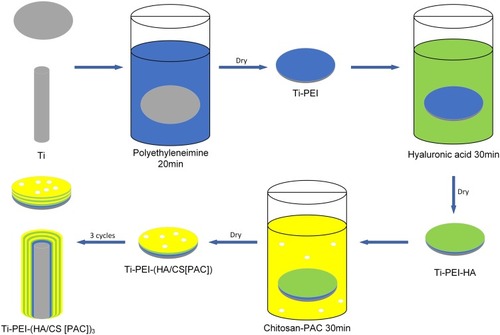 Figure 1 Schematic diagram of sample preparation: the process of fabricating the HA/CS-PAC multilayer coatings on the PEI-primed Ti disk or rod surfaces.Abbreviations: CS, chitosan; HA, hyaluronic acid; PAC, proanthocyanidins; PEI, polyethyleneimine; Ti, titanium.