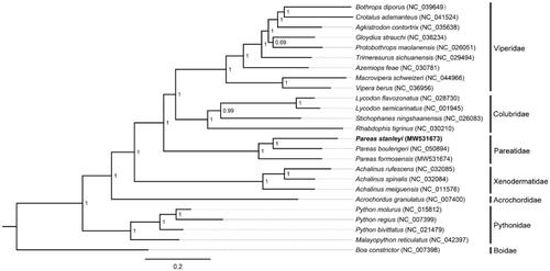 Figure 1. The phylogenetic tree (P. stanleyi and other 24 snakes) were analyzed with Bayesian inference (BI) method, based on 13 PCGs. The GenBank accession number are listed in the figure. Numbers at the nodes represent posterior probabilities.