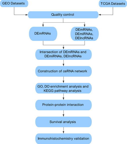 Figure 1 Flowchart for comprehensive bioinformatics analysis of ceRNA network to reveal potential prognostic biomarkers for TNBC.