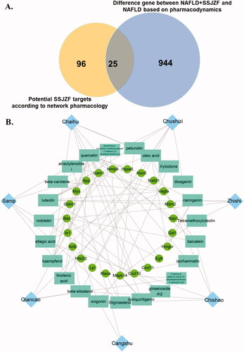 Figure 6. The validated compound-target network model (VCT network model) of SSJZFZ in the treatment of NAFLD. (A) Venn diagram showed 25 overlapping target genes within potential SSJZF targets according to network pharmacology and based on pharmacodynamic difference gene for NAFLD. (B) The validated compound-target network model (VCT network model) of SSJZFZ in the treatment of NAFLD was constructed by Cytoscape visualisation software. The blue rhombuses indicate the herbs of SSJZF. The cyan rectangles indicate the compounds in the herbs. The green circles indicate the potential targets of the compounds.