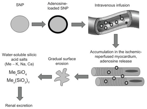 Figure 1 Proposed algorithm of passive heart targeting with silica nanoparticles.Abbreviation: SNP, silica nanoparticles.