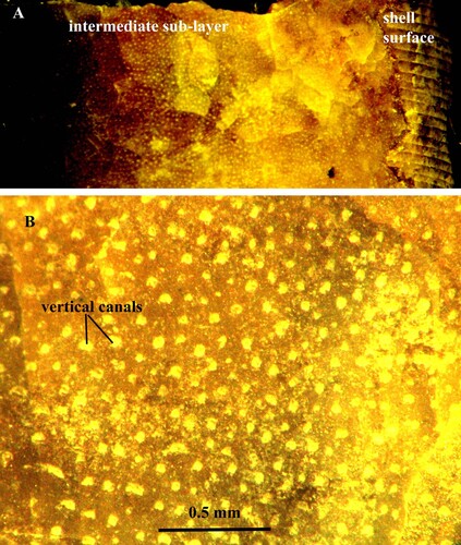 Fig. 3. A, B. Orthoceras scabridum. A, B. Specimen no. Mo 154229, Runsten. A. Intermediate sub-layer with vertical pore-canals B. Canals in higher magnification; note the granular crystalline structure of the intermediate sub-layer