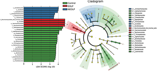 Figure 3. Differential analysis at various taxonomic levels for fungi based on LEfSe. The horizontal axis on the bar chart on the left represents the significance of differences, measured by the Linear Discriminant Analysis (LDA) score. Biomarkers with an LDA score exceeding 2 are considered statistically significant. The right graph represents the evolutionary branch. Colored nodes from the center to the periphery represent marked phylum(p), class(c), order(o), family(f), and genus(g) differences detected among EOLP (red), NEOLP (blue) and Control (green) groups. Only phylum to family levels were labeled and annotated on the right side of the cladogram.