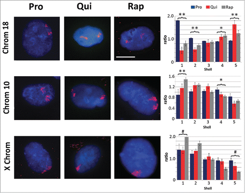 Figure 2. Chromosome re-localization following rapamycin treatment and quiescence induction. Chromosomes 18 (top row), 10 (middle row) and the X chromosome (bottom row) were identified in proliferating (Pro, first column), quiescent (Qui, second column) and rapamycin-treated (Rap, third column) 2DD fibroblasts by chromosome painting. Red signal represents the identified chromosomes; chromatin was counter stained with H33342 (blue). Scale bar = 5 μm for all images. Following painting, erosion analysis was performed to designate the location of the chromosomes within the nuclear volume. Nuclei were broken into 5 concentric shells of area, shell 1 being most exterior and shell 5 being most interior. Graphs for each specific chromosome represents the measured ratio of % chromosome signal divided by the % H33342 signal in each shell (Y axis) to normalize for DNA content in each shell (X axis). Proliferative positioning is represented by blue bars, quiescent by red and rapamycin-treated in gray. Error bars = SEM. Two tailed Student's test for unequal variance were used to demonstrate significant difference in chromosome positioning. ** indicates that both proliferative and quiescent measurements had p values ≤0 .01. * indicates that only rapamycin had significant changes in chromosome positioning. # indicates a significant difference (p values ≤0 .01) between quiescent and rapamycin-treated samples. Correlation calculations were also performed to demonstrate if the trend in chromosome positioning was similar or divergent between the samples. Chromosome 18 Pro vs. Qui R2 = −0.83, Pro vs. Rap R2 = −0.99 and Qui vs. Rap R2 = 0.87. Chromosome 10 Pro vs. Qui R2 = 0.43, Pro vs. Rap R2 = 0.64 and Qui vs. Rap R2 = 0.95. X chromosome: Pro vs. Qui R2 = 0.84, Pro vs. Rap R2 = 0.98 and Qui vs. Rap R2 = 0.91.