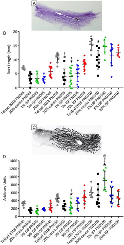 Figure 2. Mammary duct length and area. A representative wholemount showing how the length of the mammary ducts was measured (A; white arrow). Quantification of ductal length is presented in (B). Mice fed the 20% casein, 1% ISP or 5% ISP diets had significantly shorter ducts at PND 55 compared to the Teklad 2018 (*) while mice fed the 20% ISP diet had ductal development most similar to mice fed the Teklad 2018 diet. Mice fed the 20% casein or 1% ISP diet also had significantly shorter ducts than mice fed the 20% ISP diet (Ɨ) at PND55. Panel C show a representative wholemount tracing and quantification of mammary ductal area is plotted in panel D. Mice fed the 1% ISP diet had significantly reduced mammary ductal area compared to mice fed Teklad 2018 (*) or mice fed 20% ISP (Ɨ) at PND55 but significantly higher ductal area than all the other diets at PND100. * significantly different (p < 0.05) than Teklad 2018, Ɨ significantly different than 20% ISP, # significantly different than 5% ISP and @ significantly different than 1% ISP.