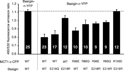Figure 8.  FRET measurements suggest that mutation of Arg86 perturbs the interaction of MCT1 with basigin. COS cells were co-transfected with MCT1-c-CFP and basigin-c-YFP constructs containing the mutations indicated and live cell imaging with determination of FRET performed as described under ‘Methods’. Data are presented as means±SEM for the number of observations shown.