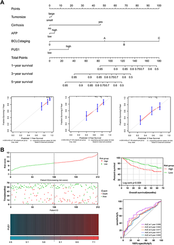 Figure 6 Predictive signature of PUS1 for prognosis. (A) A nomogram of PUS1 and prognosis related variables for predicting 1-, 3- and 5-year events (death) in GSE14520 cohort. (B) A risk model of PUS1 in GSE14520 cohort.