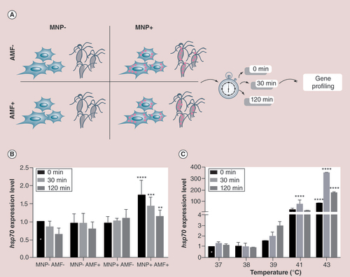Figure 2. Magnetic nanoparticles trigger transcriptional activation of hsp70 in B16-F10 melanoma cells. (A) A scheme showing the experimental design performed with B16-F10 cells and with Hydra under four different conditions. Cells/animals were treated 24 h with MNPs, and following 30-min exposure to AMF or external heat, harvested for RNA extraction and real-time quantitative reverse transcription PCR (qRT-PCR) analysis at the indicated time points. MNP+AMF- and MNP-AMF+ were used as controls. (B) qRT-PCR to monitor hsp70 expression levels under the four different conditions and three time points. hsp70 expression levels were compared with cells exposed to the same temperature increment intrinsically induced by AMF exposure (white star labeled column), and normalized to gadph. Black asterices show samples with normalized fold expression statistically different from their corresponding controls unexposed to AMF (**p < 0.01; ***p < 0.001; ****p < 0.0001; two-way ANOVA, Tukey’s multiple comparisons test). (C)hsp70 gene expression of B16-F10 cells heat shocked at different temperatures and analyzed by qRT-PCR immediately (0 min), 30 and 120 min after the treatment. Expression levels were normalized to GADPH and compared with hsp70 expression relative to cells incubated at 37°C at time zero (0 min postincubation; white star). Black asterices indicate samples showing statistically different expression levels relative to their corresponding controls (****p < 0.0001; two-way ANOVA, Tukey’s multiple comparisons test).AMF: Alternating magnetic field; MNP: Magnetic nanoparticle.