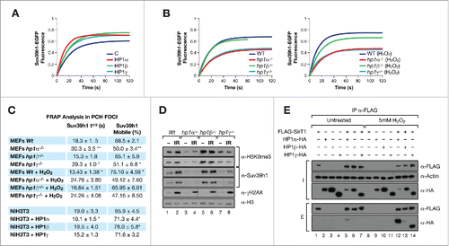 Figure 5. (A) FRAP assays of Suv39h1-EGFP in PCH foci of NIH3T3 upon expression of empty vector, or the indicated HP1 isoforms. (B) Similar experiment as in (A) performed in WT, HP1α, β, and γ–deficient MEFs under normal (left) or oxidative stress conditions (right). (C) Quantification of Suv39h1-EGFP half time [t1/2] and mobile fraction in the FRAPs shown in (A) and (B). (D) Levels of Suv39h1, H3K9me3, and histone H3 in WT and KO HP1 MEFs upon normal and stress conditions (IR). (E) Interaction between SirT1 and the HP1 isoforms under untreated or oxidative stress conditions. FLAG immunoprecipitation of extracts from 293F cells expressing FLAG-SirT1 −/+ HA-tagged HP1 isoforms in the indicated conditions.