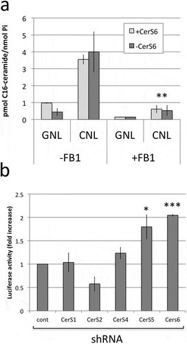 Figure 5. C16-ceramide generation from CNL occurs in a CerS-dependent manner and its loss is sufficient for transcriptional activation of SNAI2. (a) SW480 cells were pretreated with 25μM FB1 for one hour before adding 25μM GNL or CNL for 18 hours. Data shown are the mean and standard deviation from two experiments performed in duplicate. (b) Control and CerS shRNAs were co-transfected with the SNAI2-luc reporter to determine luciferase activity. Data are from two independent experiments each performed in triplicate. * p < 0.05, *** p < 0.005.