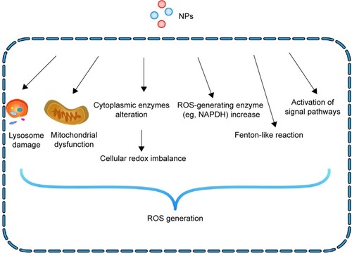 Figure 2 Mechanisms of NP-induced ROS generation in cells.Notes: NPs can provoke oxidative stress through multiple interactions: 1) the interaction of NPs with mitochondria leads to mitochondria dysfunction; 2) direct interaction occurs with cytoplasmic enzymes responsible for maintaining cellular redox potential, such as NADPH; 3) the activation of intracellular signaling cascades induces the formation of ROS; 4) degradation of the NP coating and core in the lysosomal environment leads to lysosome dysfunction, such as LMP; and 5) some metal-based NPs can generate ROS via Fenton-like reactions.Abbreviations: NP, nanoparticle; ROS, reactive oxygen species; LMP, lysosomal membrane permeabilization.