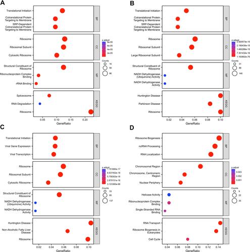 Figure 6 GO and KEGG analysis of genes co-expressed with H/ACA snoRNP gene family in HCC. (A) Enrichment analysis of genes co-expressed with GAR1. (B) Enrichment analysis of genes co-expressed with NHP2. (C) Enrichment analysis of genes co-expressed with NOP10. (D) Enrichment analysis of genes co-expressed with DKC1.