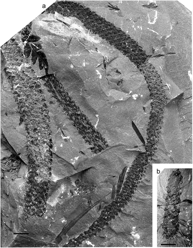 Figure 14. Lepidophloios acerosus (Lindley and Hutton) Kidston, National Museum Wales, Specimen NMW 2013.43 G.136; Brymbo Opencast near Wrexham, Denbigh Coalfield, north Wales, UK (photo by P. Appleton); Middle Coal Measures (Duckmantian).