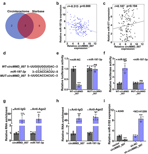 Figure 5. Hsa_circMMD_007 negatively regulated the miR-197-3p expression. A: Circinteractome and Starbase was used for the bioinformatics analysis of circMMD_007 and miR-197-3p. Venn diagram was drawn. B: Relative circMMD_007 expression was in negative interrelation with relative miR-197-3p expression (r = −0.313, p < 0.001). C-H: Binding between miR-197-3p and circMMD_007 was verified through RIP assay and dual luciferase reporter assay. I: In A549 cells, in comparison with vector group, relative miR-3182 expression was lower in circMMD_007 group. Considering NCI-H1299 cells, in comparison with the sh-NC group (p < 0.001), relative miR-3182 expression was higher in sh-circMMD-007 group.