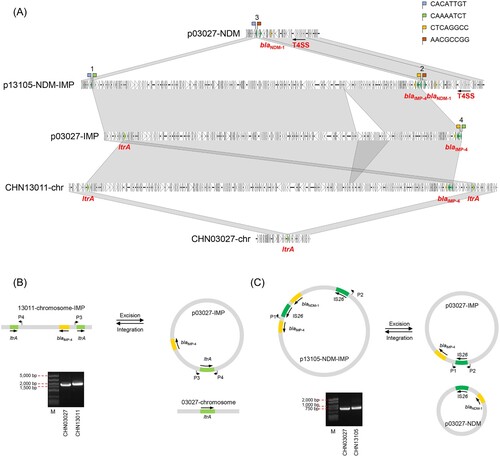 Figure 2. (A) Genomic comparison of CHN03027, CHN13011, and CHN13105. The yellow arrows represent IMP and NDM, the dark green arrows represent IS26, and the light arrows represent ltrA. (B-C) Diagrams of circular transposon unit formation and DNA gel electrophoresis for CHN13011 and CHN13105.