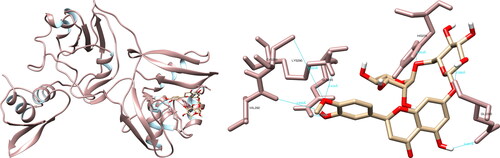 Figure 9. Hesperidin interactions with SARS-CoV-2 uridylate-specific endoribonuclease, visualized in UCSF Chimera. Hesperidin formed seven hydrogen bonds with amino acids: His235, Gln245, Lys290, Val292, Cys293 and Glu340.