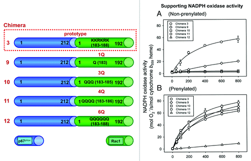 Figure 6. A minimal polybasic stretch at the C-terminus of the [p67phox – Rac1] chimeras is essential for the support of NADPH oxidase activity. Four mutants of the prototype chimera 3 were constructed in which 1, 3, 4, or 6 basic residues were replaced by glutamines. The numbering of chimeras are according to Alloul et al.Citation79 (A) NADPH oxidase supporting activity of the mutant chimeras, in nonprenylated form, was assessed in an amphiphile-dependent cell-free assay consisting of phagocyte membrane, chimera in the GTPγS-bound form, and p47phox. (B) The activity of the equivalent prenylated chimeras was measured in an amphiphile-independent cell-free system, consisting of membrane and chimera in the GTPγS-bound form, in the absence of p47phox (modified from ref. Citation83).