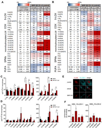 Figure 4 Induction of LM biosynthesis and 15-LOX-1 activation by BRP-201 in MDM and HEK293 cells. (A–D) Induction of LM biosynthesis by BRP-201 in MDM. M1- and M2-MDM (2 × 106) were resuspended in PBS containing 1 mM CaCl2 and incubated with vehicle (0.1% DMSO) or BRP-201 (0.3, 1, or 3 µM as indicated) for 180 min at 37°C. Then, formed LMs were extracted from the supernatants using SPE and analyzed by UPLC-MS/MS. Results are presented in pg/2 × 106 M1-MDM (A) and M2-MDM (B) for vehicle control (100%), given as mean ± SEM, and as percentage ± SEM of BRP-201-treated cells versus vehicle control (100%) in a heatmap; n=3–6. Induction of the most abundant LM in M1-MDM (C) and M2-MDM (D) by 3 µM BRP-201; results, given as mean ± SEM, are presented in pg/2 × 106 cells; n=3–6. (E) Subcellular redistribution of 5-LOX and 15-LOX-1 in M2-MDM. Cells were resuspended in PBS containing 1 mM CaCl2 and 5 mM MgCl2 and incubated with 1 µM BRP-201, 1% SACM (from strain 6850) or vehicle (0.1% DMSO). After 180 min, cells were fixed, permeabilized, and incubated with antibodies against 5-LOX (red) and 15-LOX-1 (cyan-blue), and analyzed by immunofluorescence microscopy; scale bars = 10 µm. Results shown for one single cell are representative of approximately 100 individual cells analyzed in n=3 independent experiments with separate donors, each. (F) HEK293 cells (2 × 106) transfected with human recombinant 15-LOX-1 or 15-LOX-2 were resuspended in PBS containing 1 mM CaCl2 and 0.1% glucose and incubated with vehicle (0.1% DMSO) or BRP-201 (3 µM) for 180 min at 37°C. Then, formed LMs were extracted from supernatants by SPE and analyzed by UPLC-MS/MS. Results, given as mean ± SEM, are presented as percentage of BRP-201-treated cells versus vehicle control (100%), n=3. Statistical analysis was performed with a ratio-paired t-test or logarithmic paired t-test, * p<0.05, ** p<0.01.