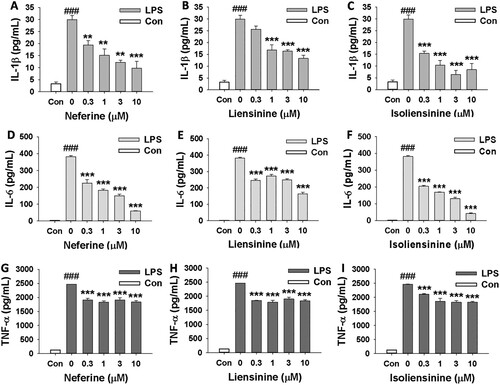 Figure 1. Effects of Neferine, Liensinine and Isoliensinine on the release of IL-1β, IL-6 and TNF-α from LPS-activated macrophages. RAW264.7 macrophages were treated with Neferine (A, D and G), Liensinine (B, E and H) or Isoliensinine (C, F and I) (0.3–10 μM) in the presence of LPS (1 μg/mL). After incubation for 4 h, the levels of IL-1β (A–C) and IL-6 (D–F) in the culture medium were measured. After incubation for 1 h, the level of TNF-α (G–I) in the culture medium were detected. ###P < 0.001 as compared with the blank control group (Con), **P < 0.01, ***P < 0.001 as compared with the LPS alone group.