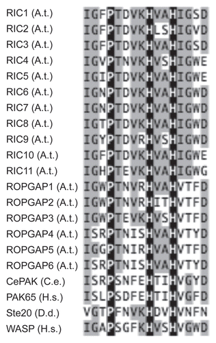 Figure 3 Comparison of CRIB motifs from CRIB-containing proteins found in plants and other kingdoms. Comparison of CRIB motifs of RIC proteins and other CRIB motif containing proteins. ROPGAPs from Arabidopsis as well as CDC42/Rac effector proteins are included. Note the high conservation of RIC proteins.