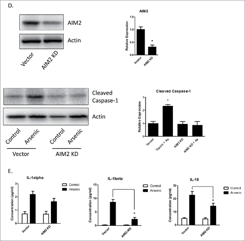 Figure 2. (Continued).