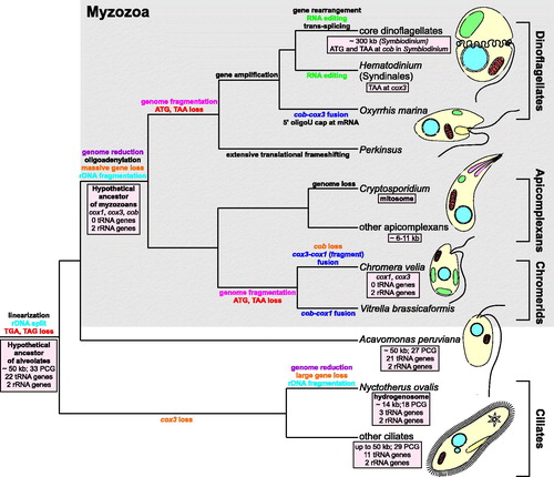 Figure 1. Evolution of mitochondrial genomes in alveolates. The ancestral genome of the superphylum Alveolata was probably about 50 kb in size, such as the mitogenomes of extant ciliates and Acavomonas peruviana, and encoded about 60 genes (Janouskovec et al. Citation2013). Since alveolates diverged about 850 million years ago (Berney & Pawlowski Citation2006), its mitogenome was subjected to various, often convergent, modifications and transformations as subsequent lineages of the superphylum radiated. Initially, the alveolate mitogenome was linearized from a circular form, lost two stop codons (TGA, TAG) and the genes coding for large and small ribosomal subunits were split into two separately encoded fragments. The most spectacular genome reduction occurred in the common ancestor of myzozoans, i.e. apicomplexans and dinoflagellates, and related lineages (e.g. chromerids), after their divergence from Acavomonas peruviana (Janouskovec et al. Citation2013). Extensive gene loss and gene transfer to the nuclear genome resulted in their extremely small mitogenomes containing only three protein-coding genes (cox1, cox3, and cob), sometimes fused, and two rRNA genes, which were subjected independently to further fragmentation in chromerids and the ancestor of dinoflagellates and perkinsids. This extremely small set of genes was even further reduced in Chromera velia as the chromerid completely lost the cob gene (Obornik & Lukes Citation2015). The myzozoan mitogenomes also got rid of about 20 tRNA genes present in the ancestral alveolate genome. At that time, oligoadenylation of transcripts probably evolved. A similar substantial genome reduction also occurred in the anaerobic ciliate Nyctotherus ovalis, whose mitochondrion was transformed into a hydrogenosome (de Graaf et al. Citation2011). This organelle produces hydrogen, which is utilized by methane-producing archaea living together with Nyctotherus as endosymbionts in the hindgut of cockroaches (de Graaf et al. Citation2011). The genome reduction went to extremes in the respiratory and intestinal parasite Cryptosporidium that completely lost its mitochondrial genetic material and transformed its mitochondrion into a mitosome, probably involved in Fe-S cluster assembly (Keithly et al. Citation2005). In dinoflagellates, genes were amplified to numerous copies, which resulted in an increase in their genome size amounting e.g. to ∼300 kb in Symbiodinium (Shoguchi et al. Citation2015). In these protists and sister lineages, various interesting molecular mechanism evolved, such as: translational frameshifting, the addition of 8–9 uridine caps at 5′ end of mRNAs, trans-splicing, and RNA editing (Flegontov & Lukeš Citation2012). The latter evolved, probably independently, in core dinoflagellates and Syndinales because editing sites are not conserved between these groups, which are separated by lineages without RNA editing (not shown in the figure; Flegontov & Lukeš Citation2012). It is assumed that universal start (ATG) and stop (TAA) codons, still present in apicomplexans, were independently lost in chromerids and the perkinsid-dinoflagellate branch. Given this model, the presence of TAA at the cox3 gene in Hematodinium (Jackson et al. Citation2012) as well as ATG and TAA at cob in Symbiodinium (Shoguchi et al. Citation2015) implies that these codons may have originated de novo. Alternatively, these codons might represent an ancestral state and many alveolates (Perkinsus, Oxyrrhis, and other dinoflagellates) lost these codons independently. PCG: protein-coding genes.