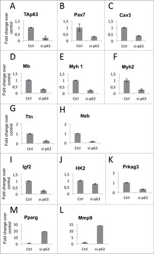 Figure 3. Validation of TAp63gamma down-stream genes. mRNA extracted by control (Ctrl-scamble stable clone, Fig. S2A) and stable silenced-p63 (Clone A, Fig. S2A) cells, grown for 48 h in differentiation medium, were analyzed by RT-qPCR. (A) RT-qPCR showing p63 knockdown. (B) RT-qPCR to detect Pax7, “skeletal myogenesis” category. (C-H) RT-qPCR of genes involved in “skeletal muscle contractility” category. (I) RT-qPCR for Igf2, “autocrine signaling” category. (J) RT-qPCR for HK2, “energy metabolism” category. (K-M) RT-qPCR for Prkag3 and Pparg, “metabolic syndrome” category. (L) RT-qPCR for Mmp9, “wasting atrophy” category. The categories indicated are the one described in Table 1. Data are shown as the mean of 3 experiments +/− standard deviation.